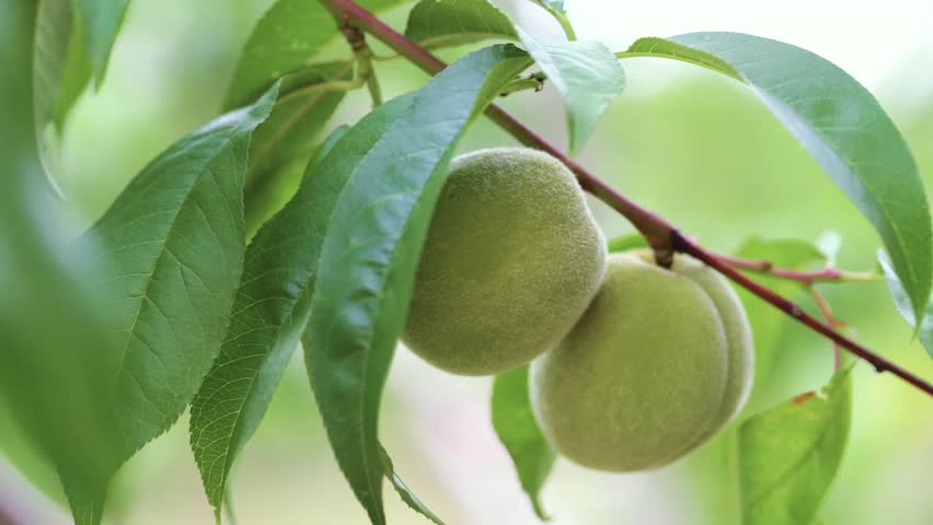 Зеленый плод похожий на персик. Peach green. Зеленые нектарины узбекистан. Персик маленький. Зеленые персики.