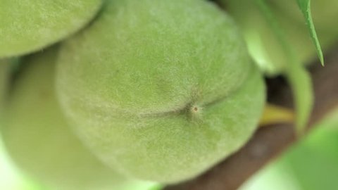 Маленькие зеленые персики. Сорт персика новоселковский. Зеленые персики. Peach green. Peach green.