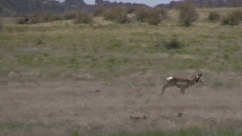 Pronghorn Antelope Buck on the Prairie