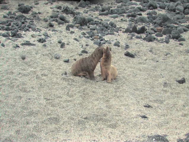 Sea lion pups playing on the Galapagos Islands
