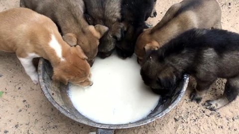 puppy drinking milk clips.six dogs drinking milk from bowl footage.