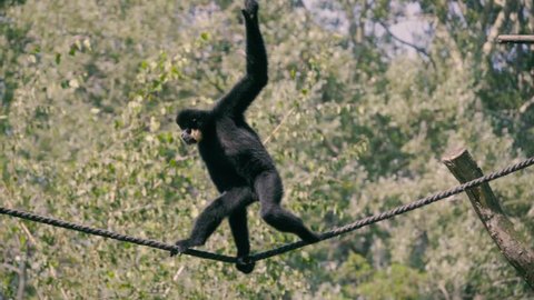 Black crested gibbon (Nomascus concolor) is endangered species, male is almost completely black, female is golden or buff colour. Slow motion 250 FPS acrobatics