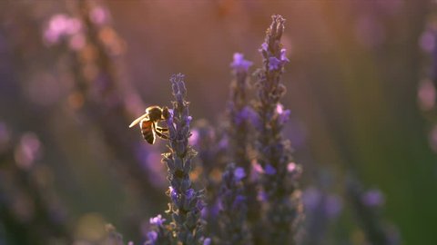 Bee on lavender flower. Slow motion