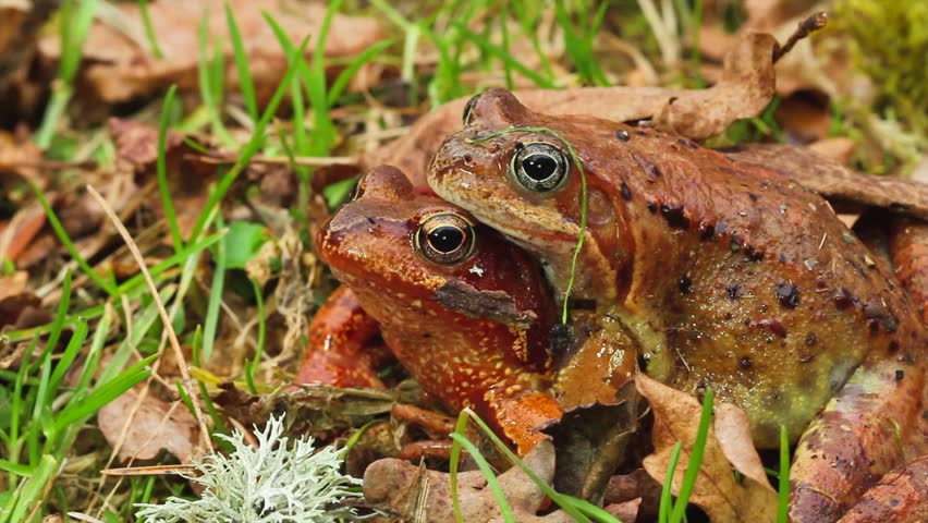 love frogs
