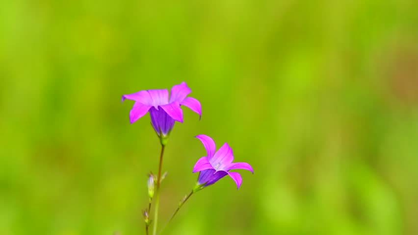 campanula flowers