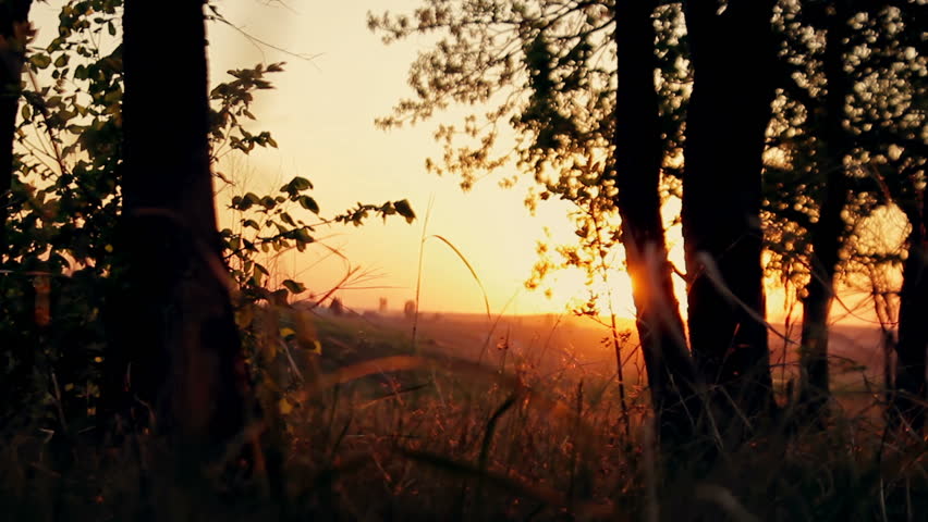Forest in the golden sunset.