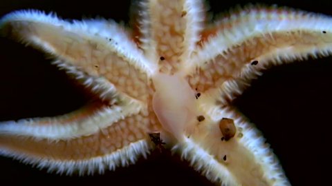 White starfish close up on black background underwater of sea. Unique amazing beautiful exotic macro video. Marine life on background of pure clear clean water.