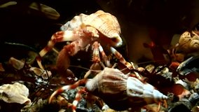Family of hermit crab underwater in search of food on seabed of White Sea. Unique dramaturgy pic macro video close up. Predators of marine life on background of pure clear clean water stones.
