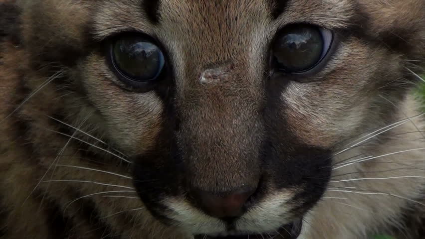 A cub of The Cougar (Puma concolor), also commonly known as the Mountain Lion, Puma, Panther, or Catamount. Extreme close up.