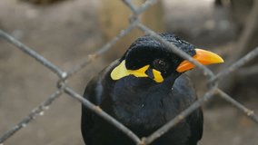 4k Video of Gracula Religiosa Myne Bird Talking in a Cage