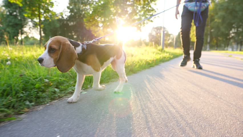 Pensive young beagle walk on leash with owner at sunny park, slow motion tracking shot. Small dog go along asphalt path, green grass and sun light on background, warm summer day evening Royalty-Free Stock Footage #29659228