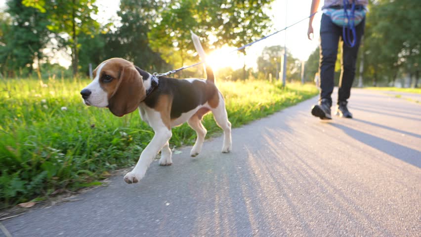 Pensive young beagle walk on leash with owner at sunny park, slow motion tracking shot. Small dog go along asphalt path, green grass and sun light on background, warm summer day evening