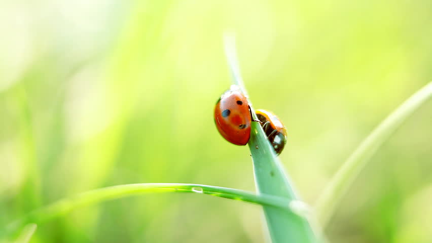 Ladybugs on the grass, macro view