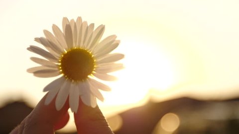 Girl holding a Daisy at sunset