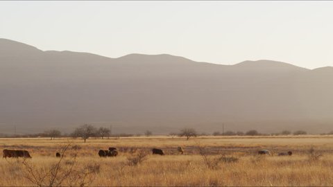 Cattle grazing at Sunset