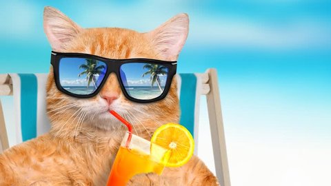 Cat Wearing Sunglasses Relaxing Sitting On Stock Photo (Edit Now) 639551509