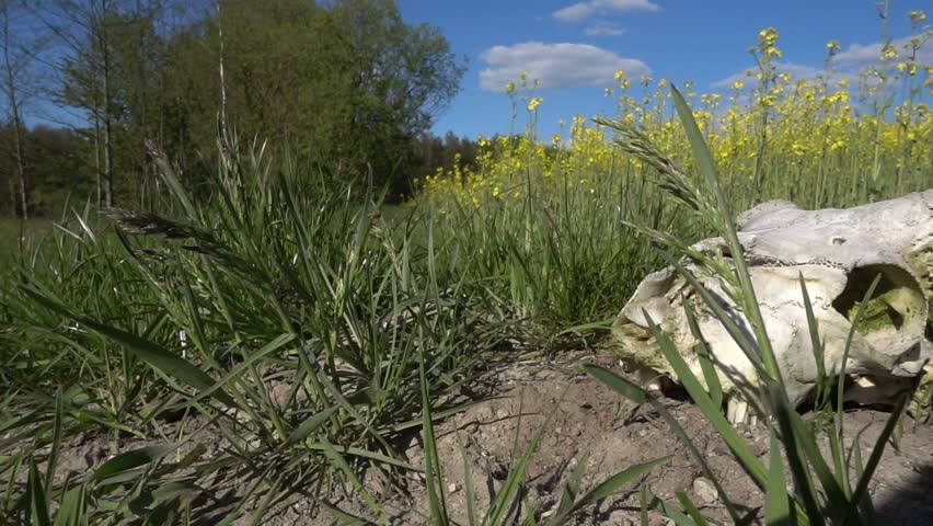 Old white skull of ram lies on ground near field with blooming yellow rape.