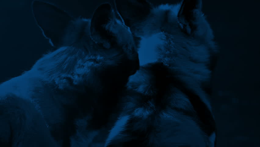 Hyenas In The Moonlight