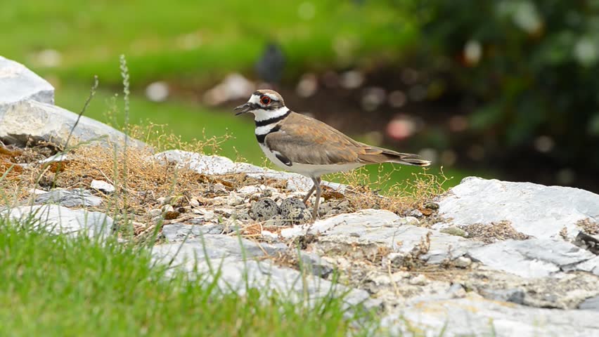 Killdeer bird guarding it