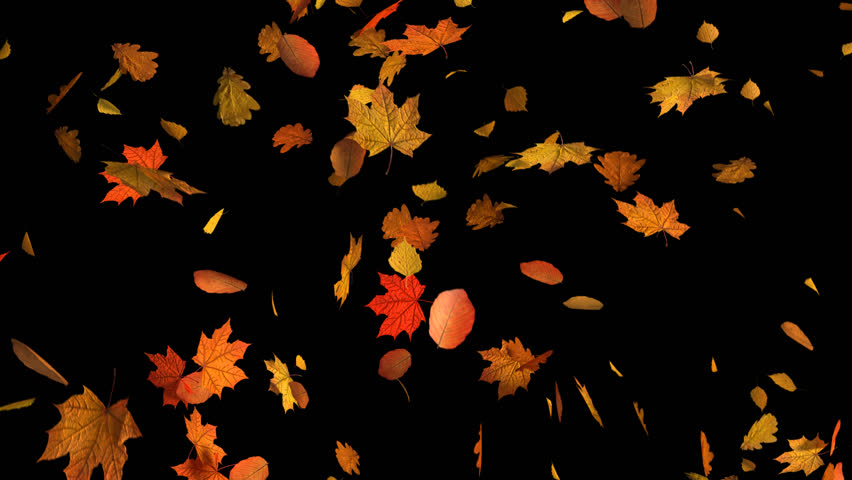 Autumn Fall of Leaves Mixed | Shutterstock HD Video #29680060