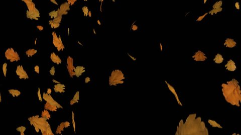 Fall of Leaves Oak