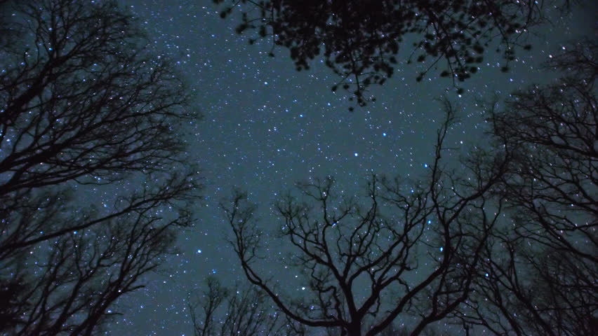 star trails above winter trees 