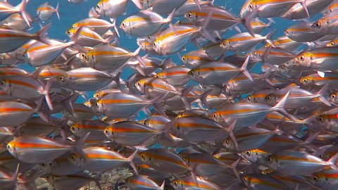 School of tropical fish - snappers, swimming in the blue ocean. Big school of fish vortex. Underwater life on the coral reef. Scuba diving with underwater wildlife.
