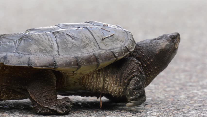 Turtle on the road image - Free stock photo - Public Domain photo - CC0 ...