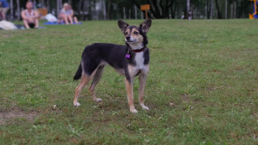A little half breed dog standing on the grass