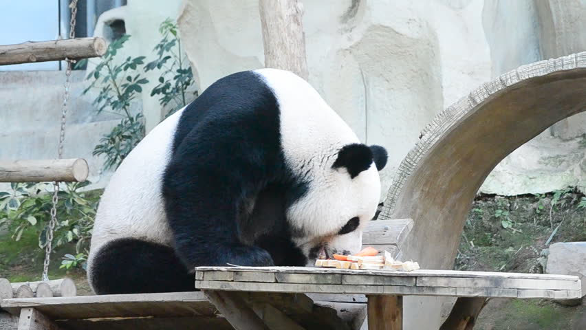 cute giant panda bear eating carrot