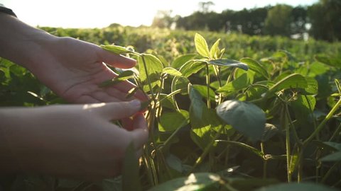Green leaves of soy bean in hand. Slow motion