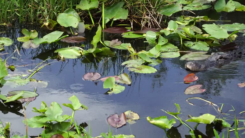 Alligator swimming in Florida Everglades National Park. 4K
