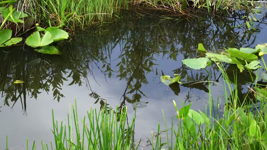 Alligator swimming in Florida Everglades National Park. 4K