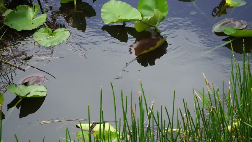 Alligator swimming in Florida Everglades National Park. 4K