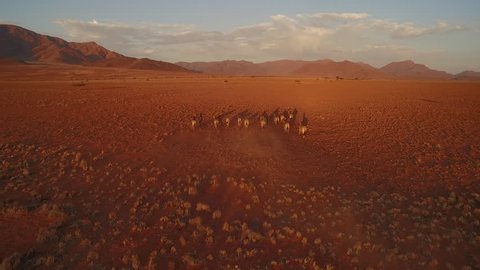 A herd of zebras are making their way through a red stone desert - NamibRand Nature Reserve - Windhoek, Namibia