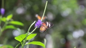 Videos of butterfly eating pollen.