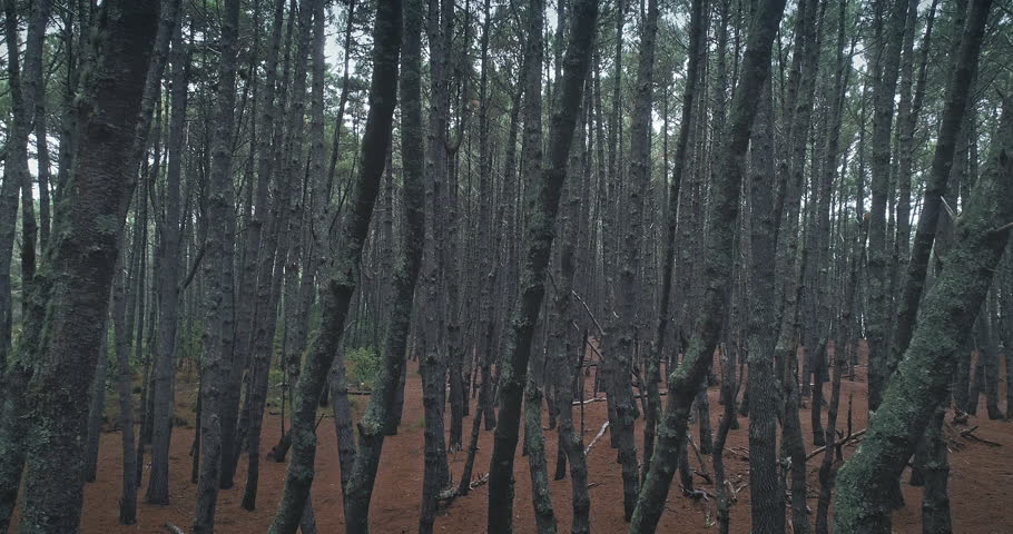 AERIAL: of pine forest interior at Opoutere, Coromandel, New Zealand