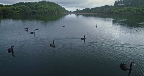 AERIAL: flying over lake Mangamahoe & native forestwith black swans near Mt Taranaki / Mt Egmont, New Zealand