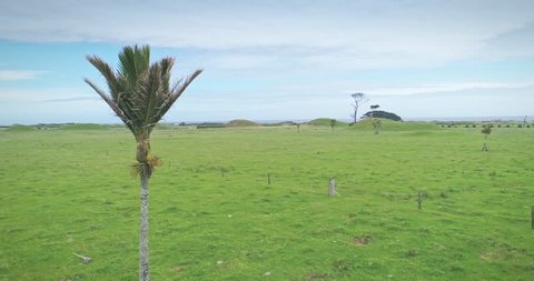 AERIAL: Rural new Zealand farmland with A Nikau & Pohutukawa tree at Mt Taranaki / Mt Egmont, New Zealand
