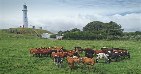AERIAL: Cape Egmont lighthouse and farmland with cows grazing, Mt Taranaki / Mt Egmont, New Zealand