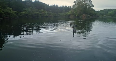 AERIAL: flying over lake Mangamahoe & native forestwith black swans near Mt Taranaki / Mt Egmont, New Zealand