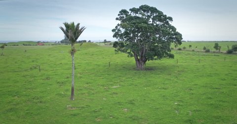 AERIAL: Rural new Zealand farmland with A Nikau & Pohutukawa tree at Mt Taranaki / Mt Egmont, New Zealand