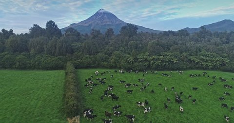 AERIAL: flying over native forest and farmland with cattle on Mt Taranaki / Mt Egmont at sunrise in, New Zealand