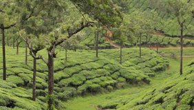 Tea plantations. Munnar, Kerala, India 