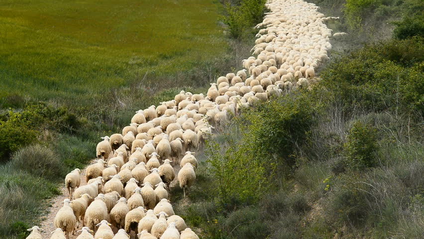 Herd of sheep, Navarra, Spain, Europe Royalty-Free Stock Footage #29712451