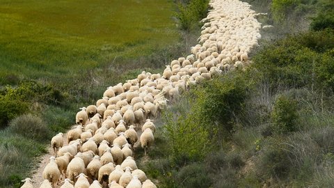 Herd of sheep, Navarra, Spain, Europe