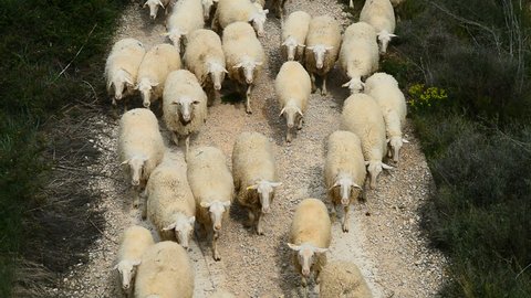 Herd of sheep, Navarra, Spain, Europe