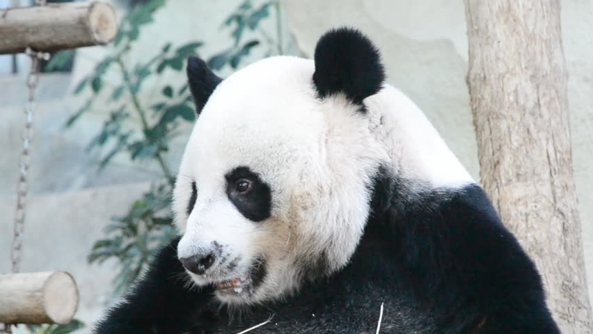 cute giant panda bear eating bamboo