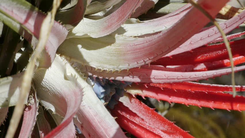 Camera pans from exotic plant to exotic lizard in Chile