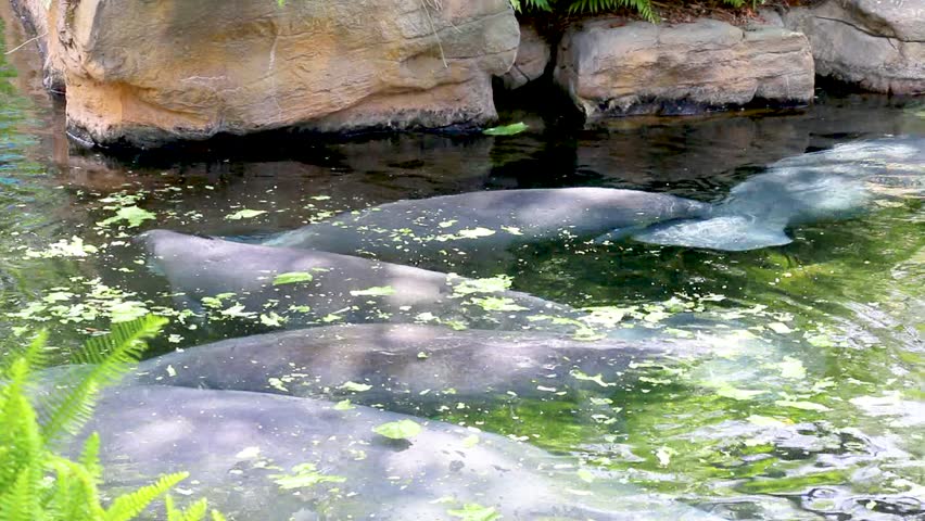 Manatees 